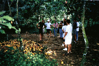 Plantacin de Cacao 